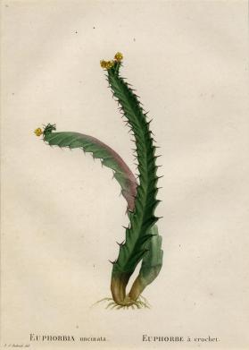 Euphorbia Uncinata; Euphorbe a Crochet