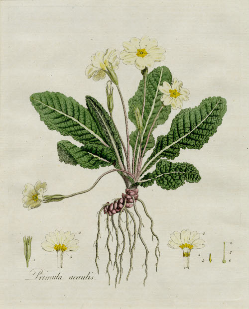 Primula Acaulis