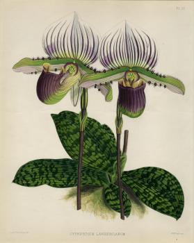 Cypripedium Lawrencianum