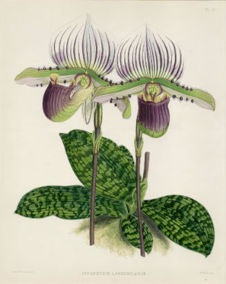 Cypripedium Lawrencianum