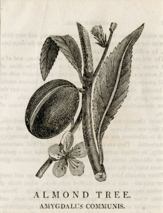 Almond Tree, Amygdalus Communis