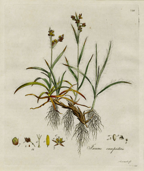 Juncus Campestris