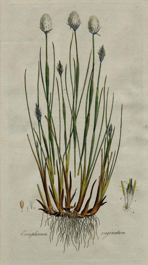 Eriophorum Vaginatum