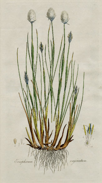 Eriophorum Vaginatum