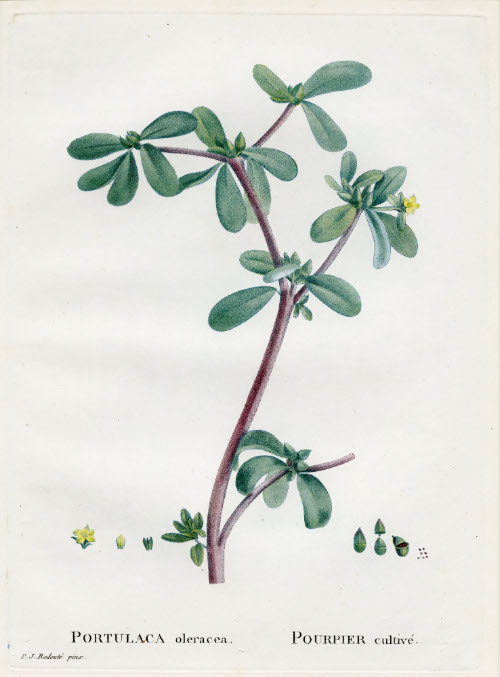 Portulaca Oleracea; Pourpier Cultive