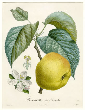 Reinette du Canada