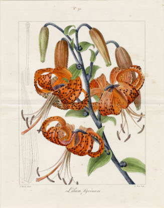 Lilium Tigrinum