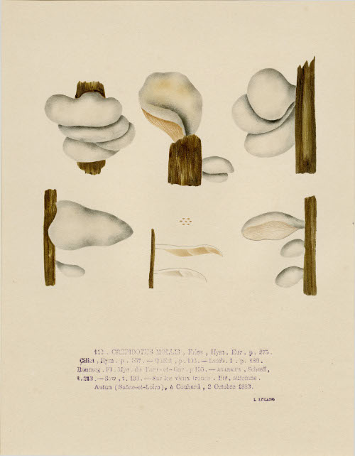 Crepidotus Mollis