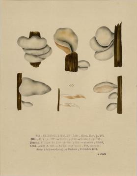 Crepidotus Mollis