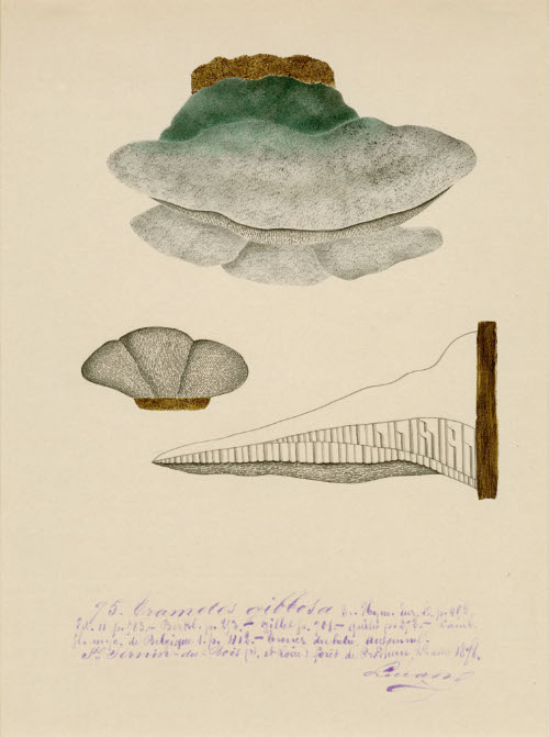 Cramotes Gibbosa