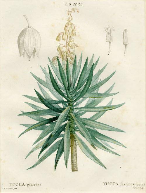 Yucca fastueux