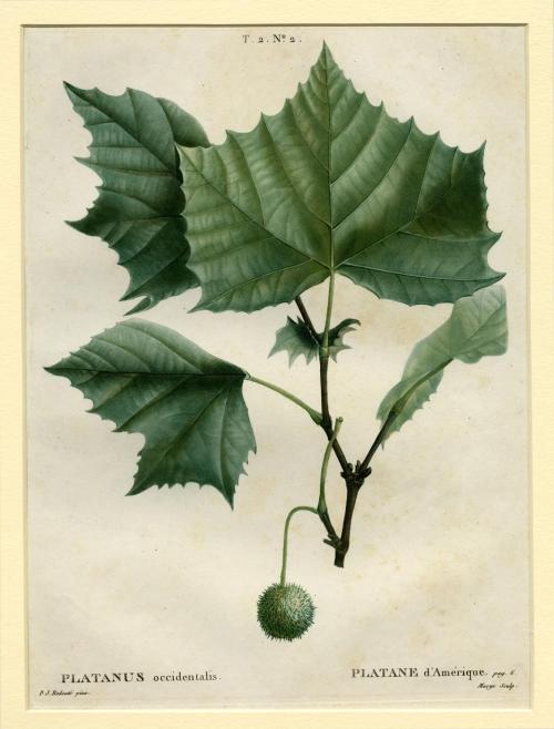 Plantane d'Amerique