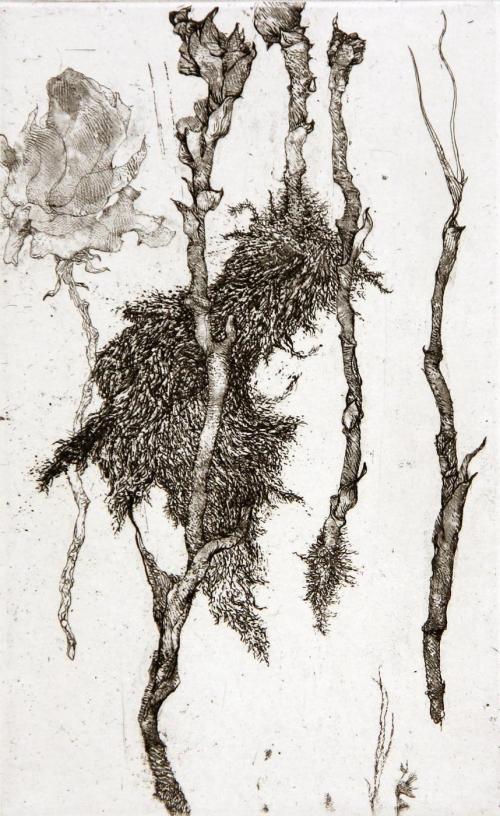 Fleur et Racines