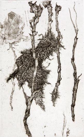 Fleur et Racines