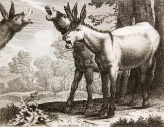 Donkeys