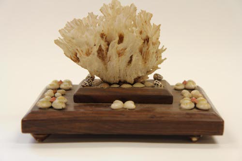 Shells on a wood base