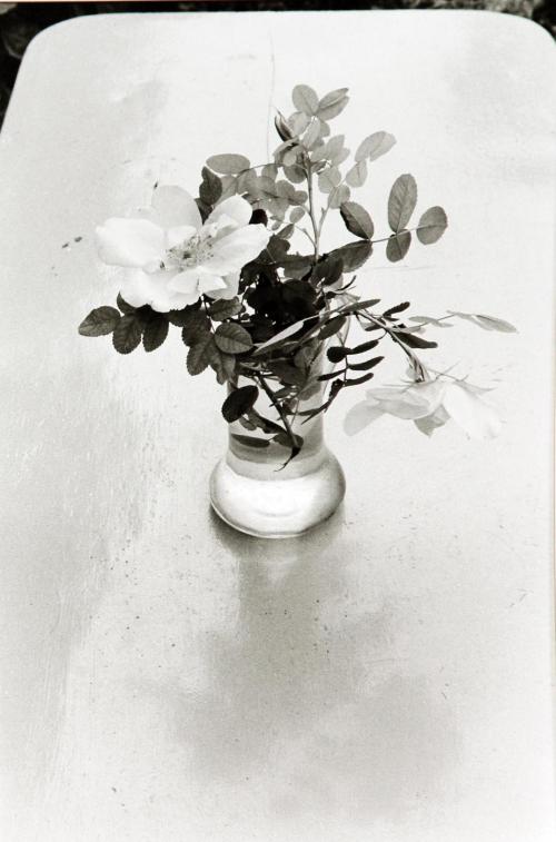 Fleurs des Champs