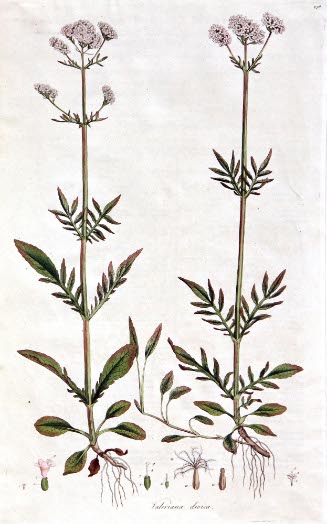 Valeriana Dioica