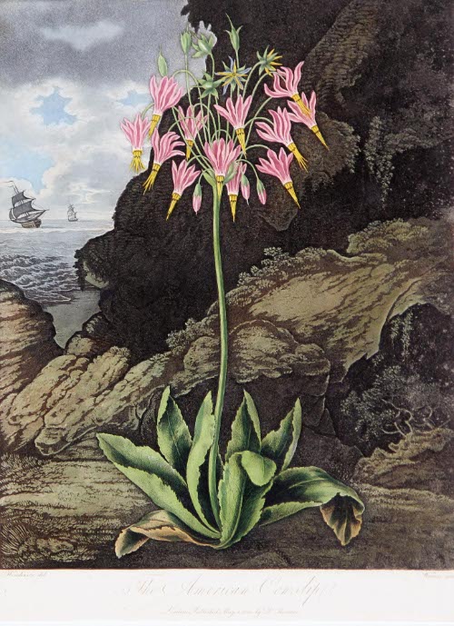 The Temple of Flora; or Garden of Nature, The American Cowslip