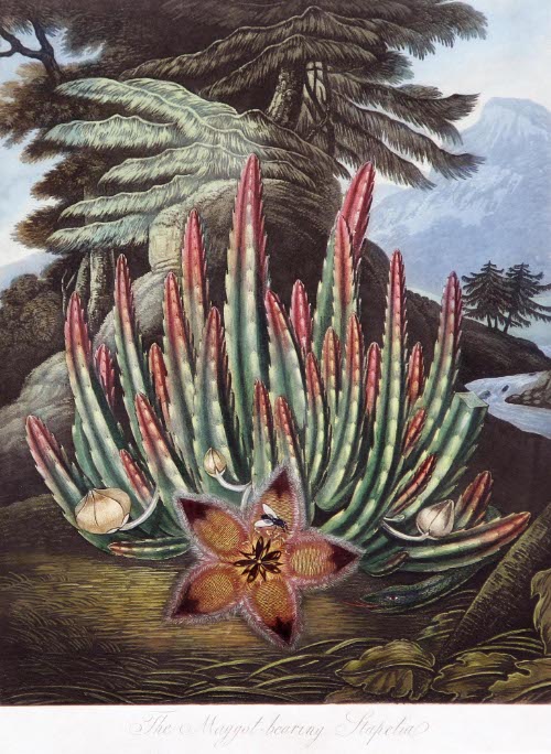 The Temple of Flora; or Garden of Nature, The Maggot-bearing Stapelia