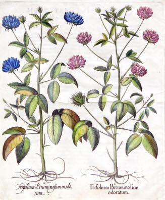 Trifolium Bituminosum inodorum, Trifolium Bituminosum odoratum