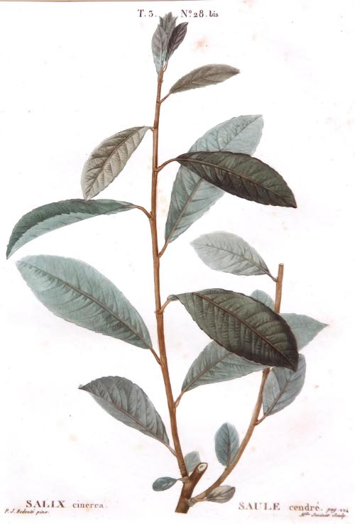 Salix