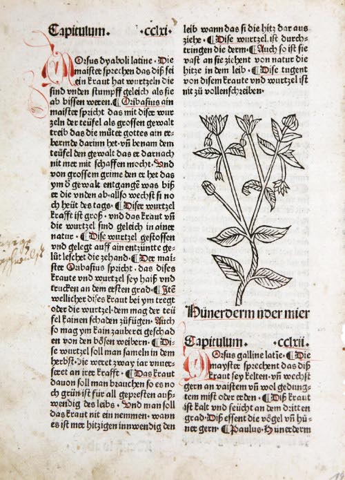 Hühnerdarm (Common Chickweed)