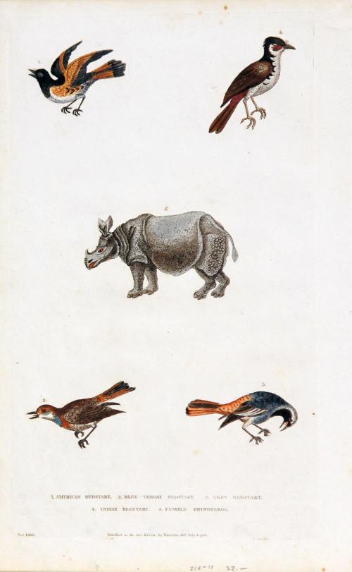 Birds and  A Rhinoceros