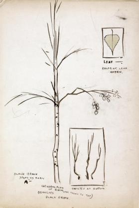 Birch leaf