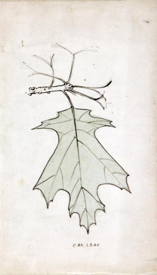 Oak Leaf