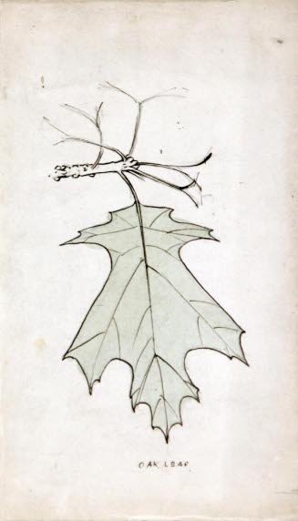 Oak Leaf