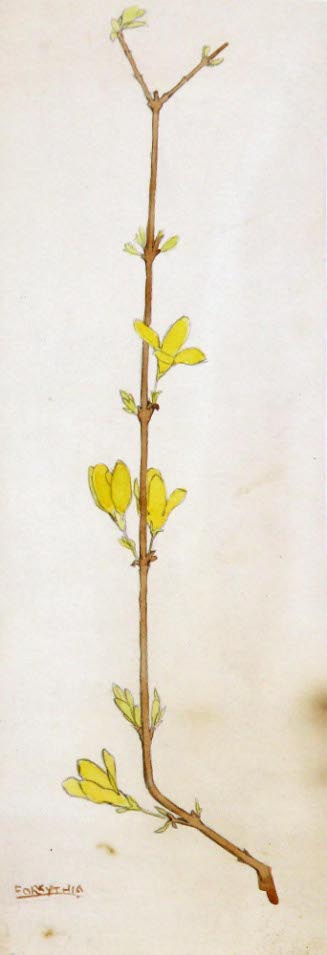 Forsythia