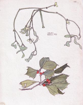 Mistletoe Slightly Dried