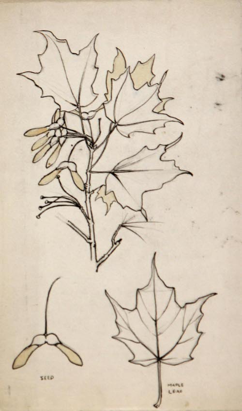 Maple Leaves