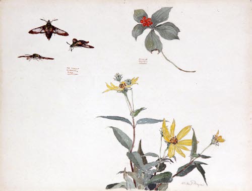 An Insect Hummingbird & Bunch Berry