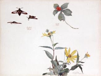 An Insect Hummingbird & Bunch Berry