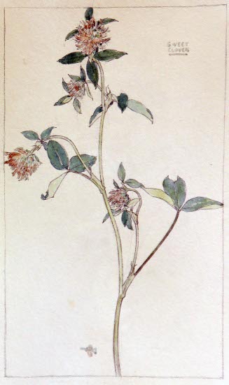 Sweet Clover