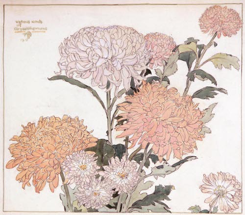Various Kinds of Chrysanthemus