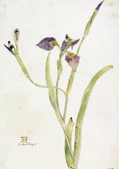 Wild Iris