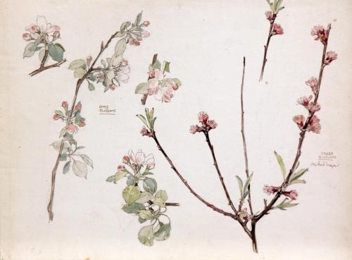 Apple Blossoms & Peach Blossoms