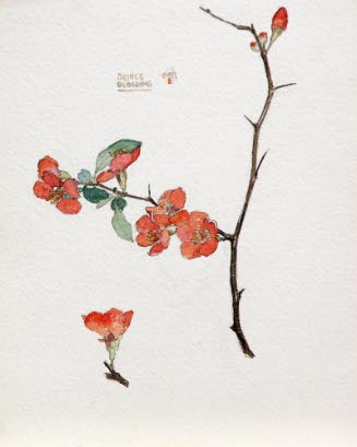 Quince Blossoms