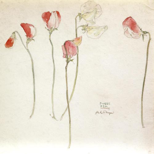 Sweet Pea