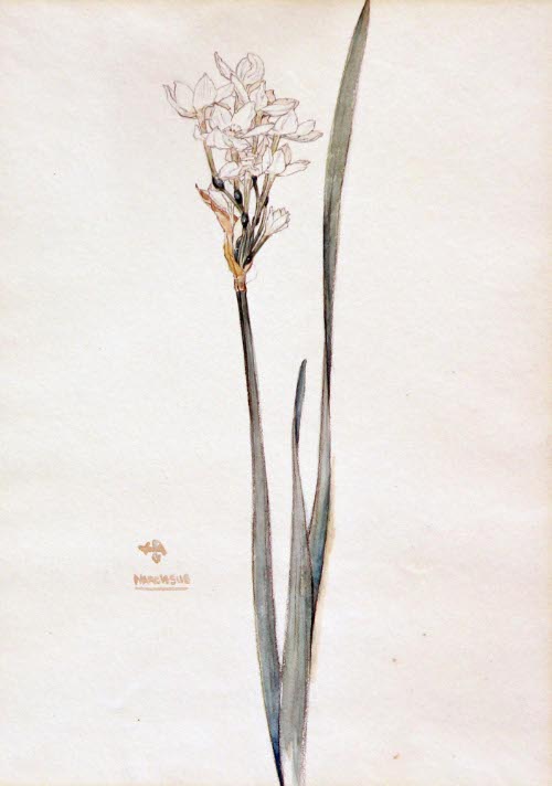 Narcissus