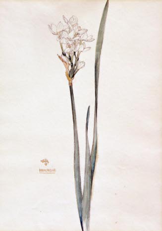 Narcissus