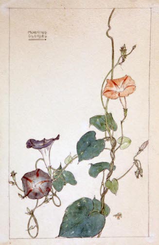Morning Glories