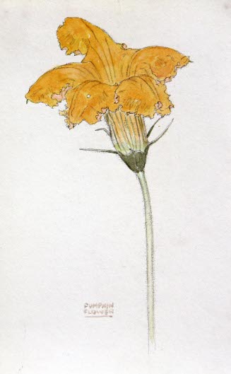 Pumpkin Flower