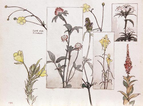 Some Wild Flowers