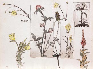 Some Wild Flowers