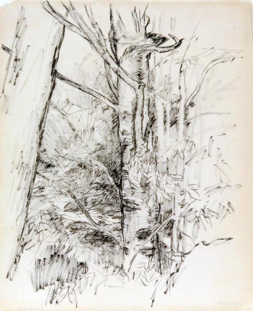 Tree Study