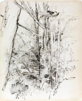 Tree Study